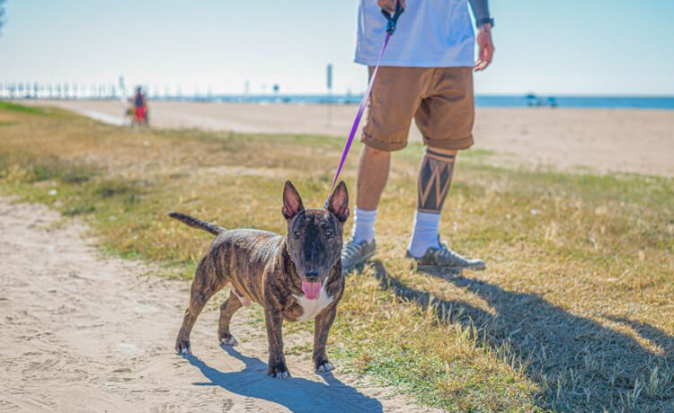 Miniature Bull Terrier